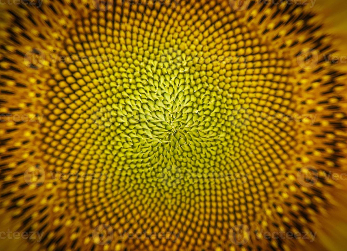 macro sementes de girassol fotografia de natureza abstrata foto