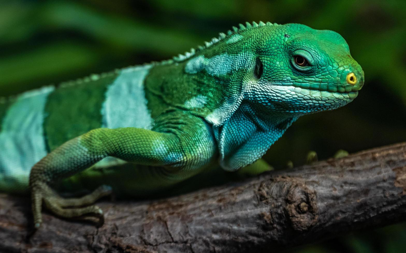 iguana anilhada de fiji foto