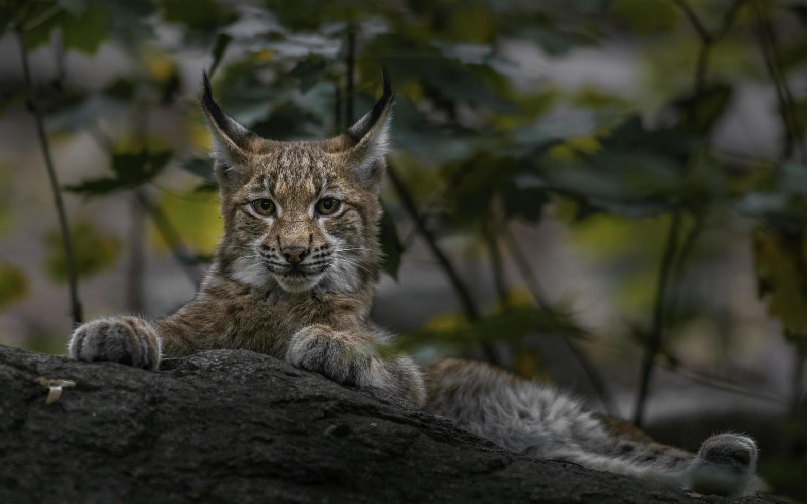 lince eurasiático em pedra foto