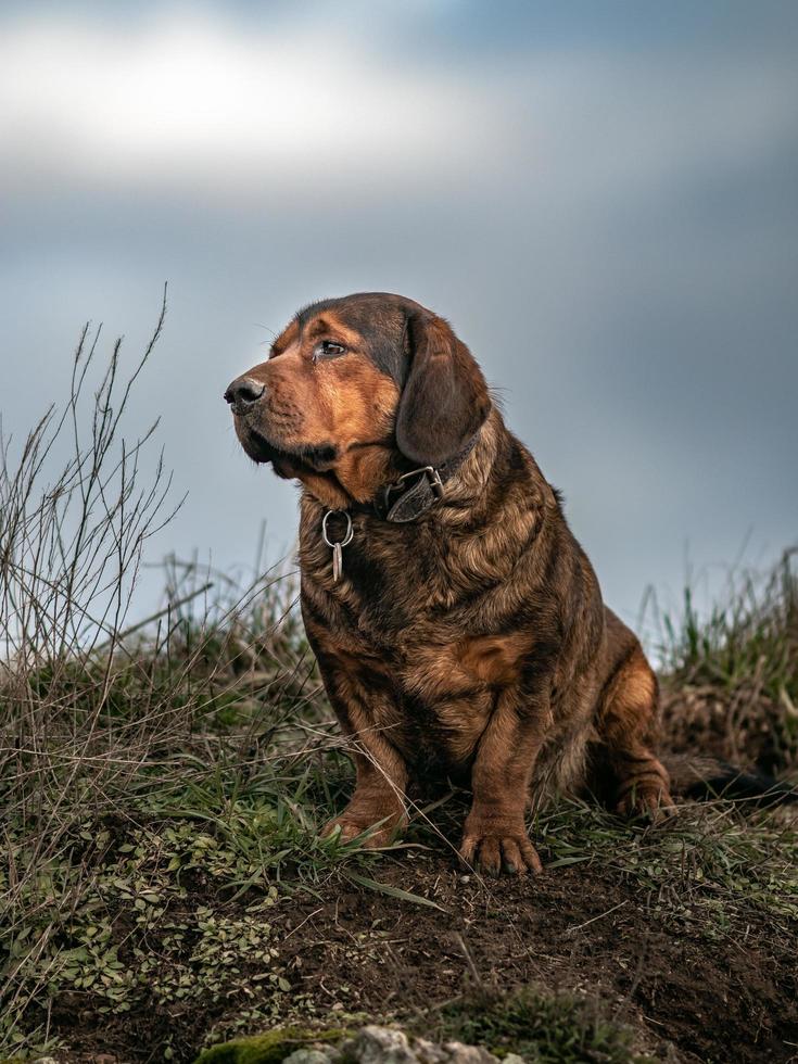 retrato de dachsbracke alpino foto