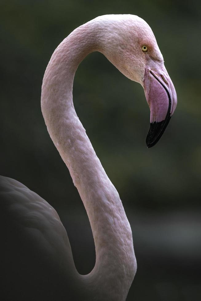 flamingos vermelhos foto