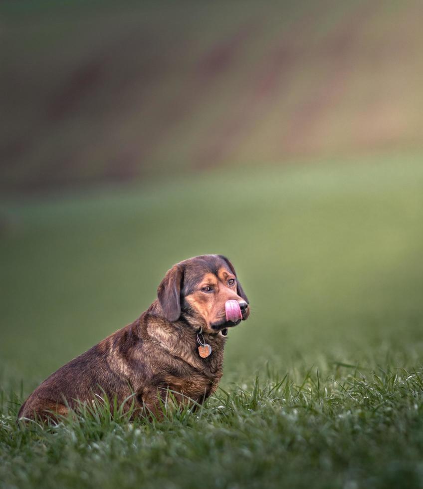 dachsbracke alpino em campo foto