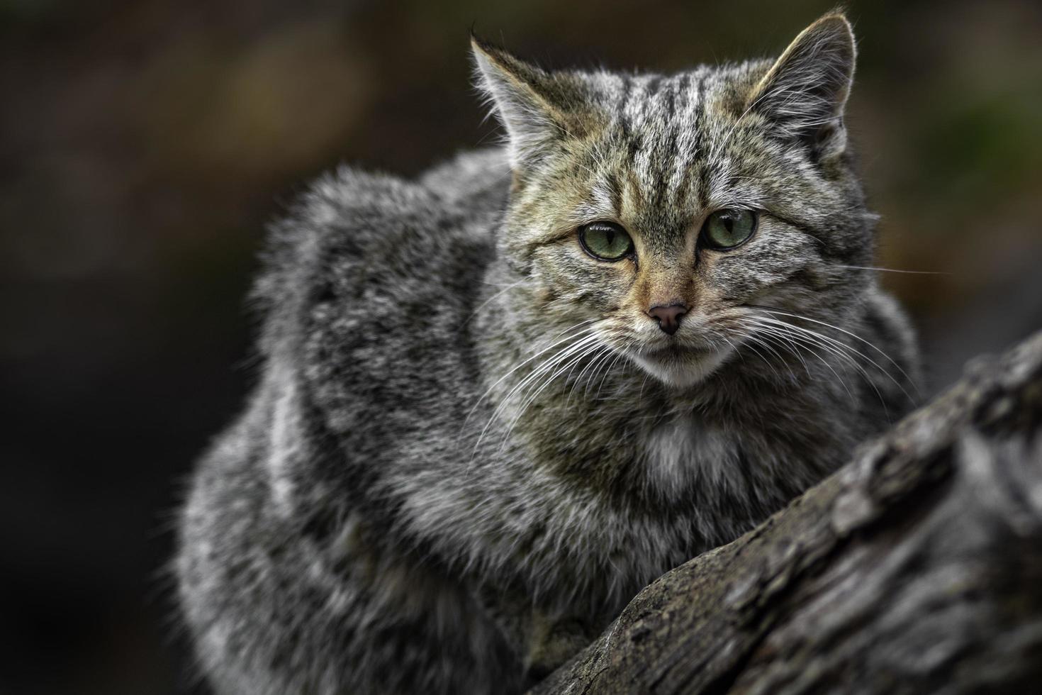 gato selvagem europeu em log foto