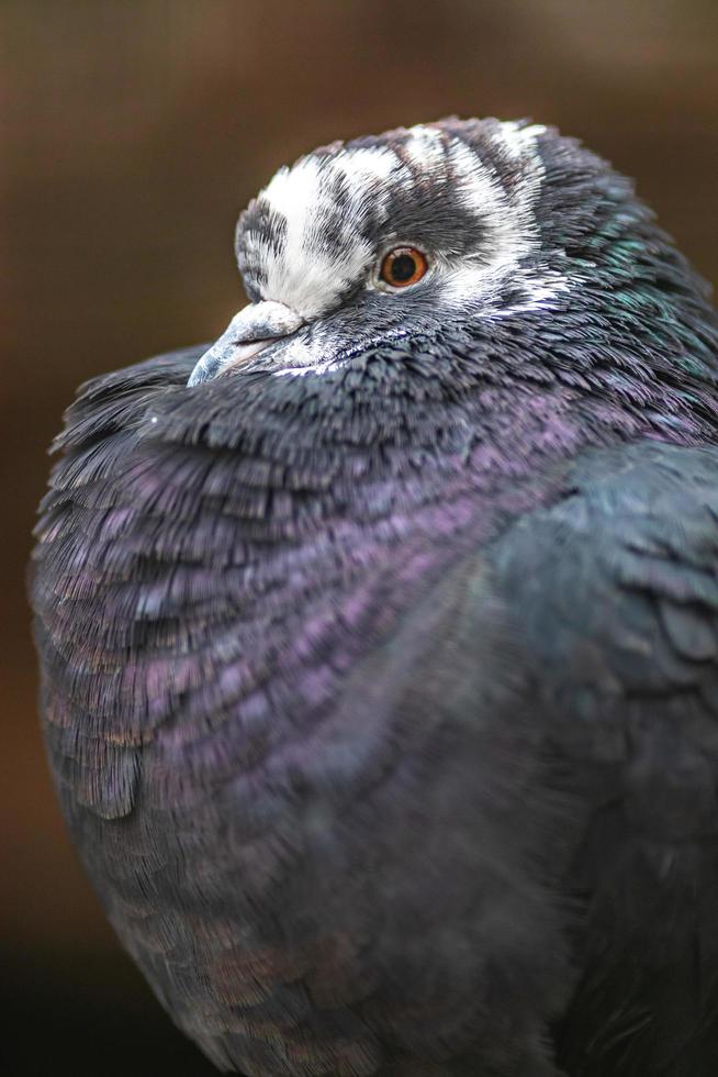 retrato de pombo doméstico foto