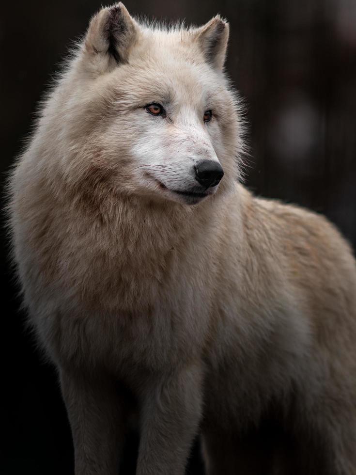 retrato de lobo ártico foto