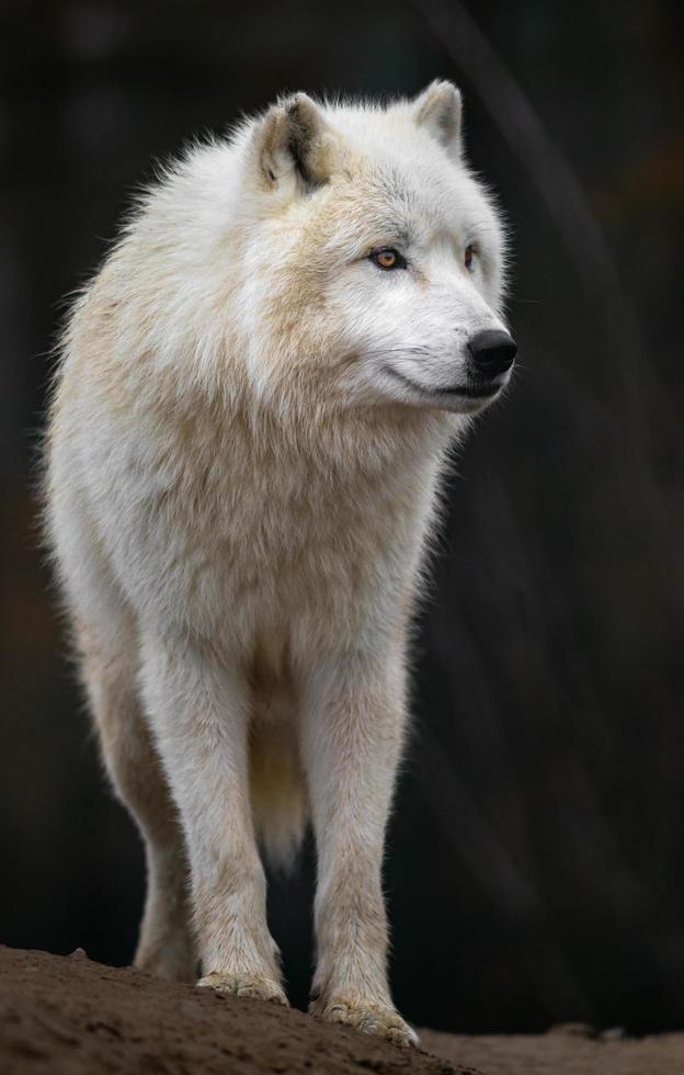 retrato de lobo ártico foto