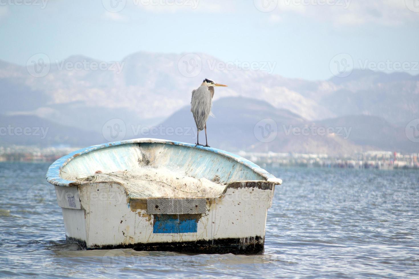 garça-real branca da califórnia no barco foto