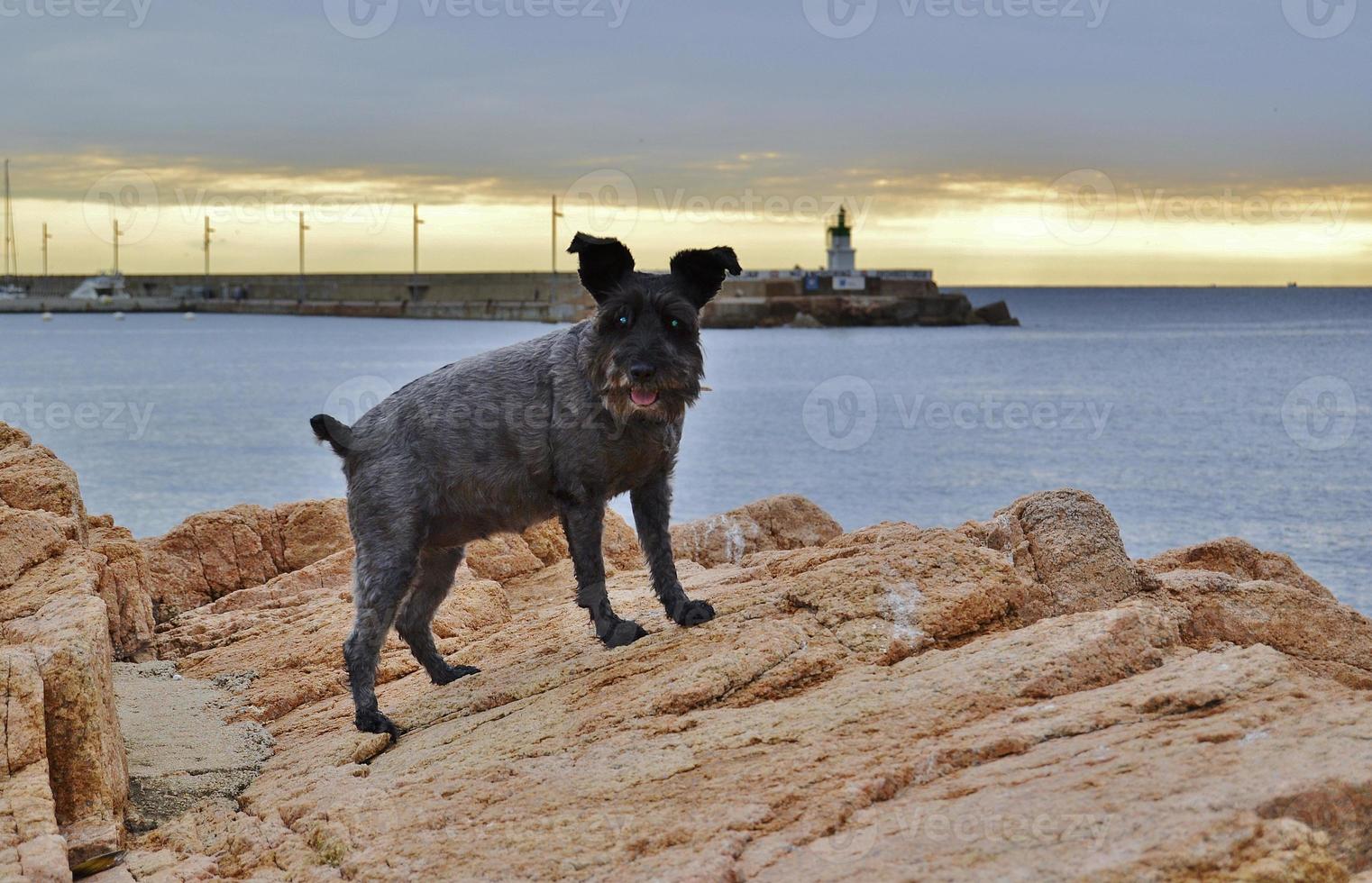 schnauzer preto em uma paisagem marinha ao pôr do sol foto