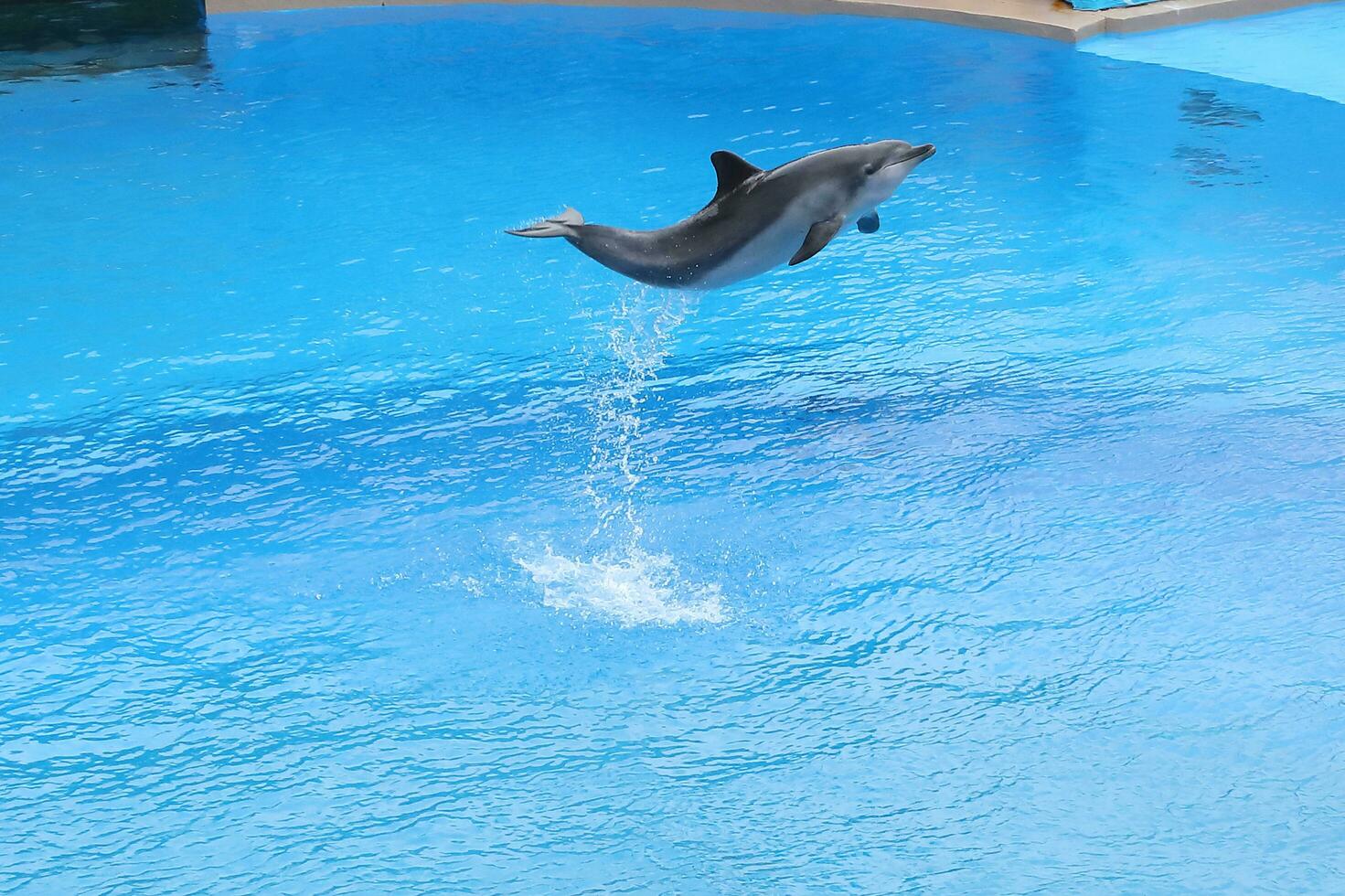 oceano parque, hong kong-fevereiro 17, 2018 - 1 do a chave atração do hong kong oceano parque é a surpreendente mar leão e golfinho mostrar. uau ambos adultos e crianças. foto