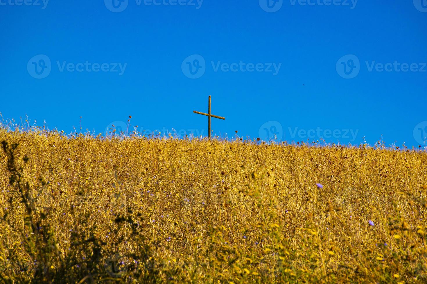 campos cruzados e amarelos foto