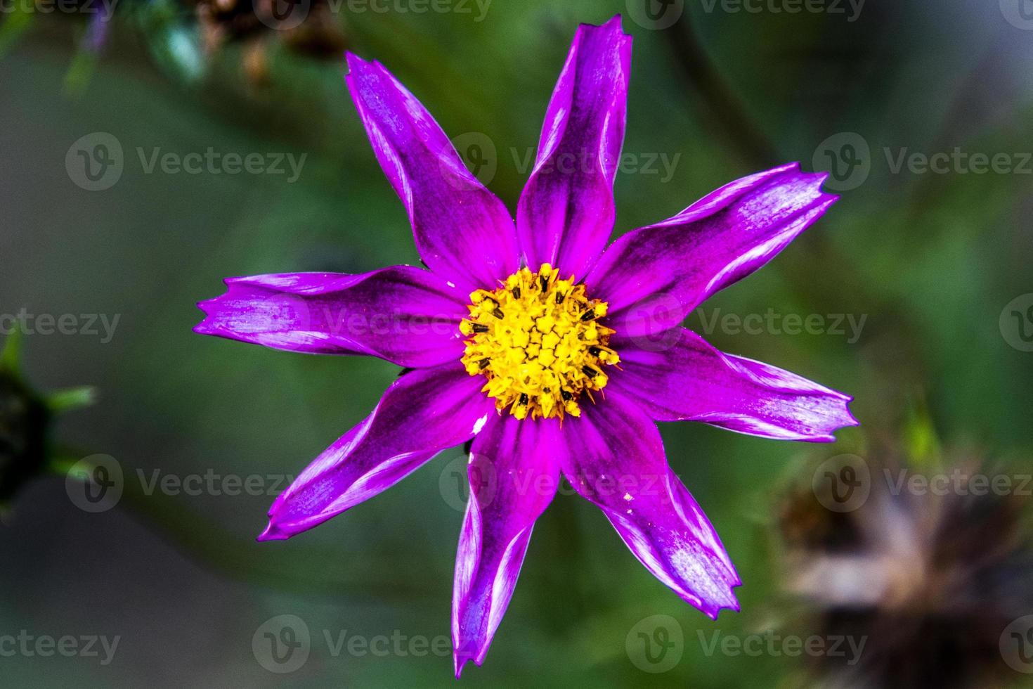 close up de cosmos bipinnatus na floresta foto