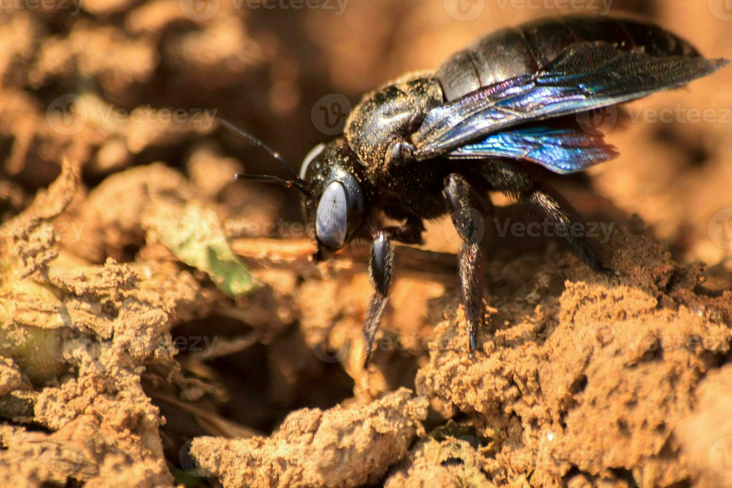 bumble abelha, ou árvore broca, é uma grande, Preto abelha este parece terrivelmente circulando em Castanho terra em uma ensolarado dia. foto