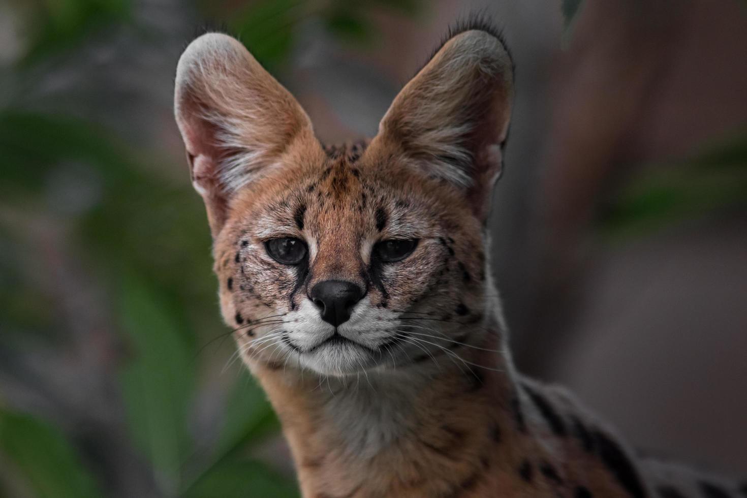 retrato de serval foto