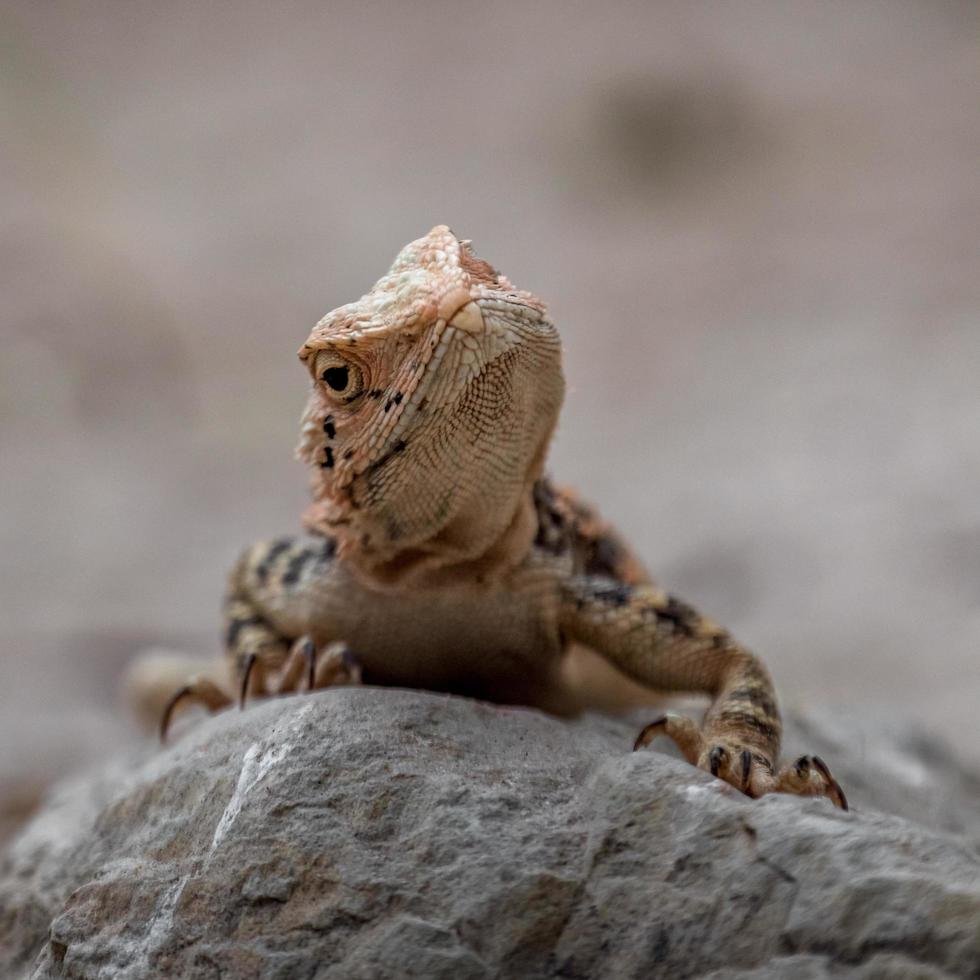 agama turkestanska laudakia agama lehmanni foto