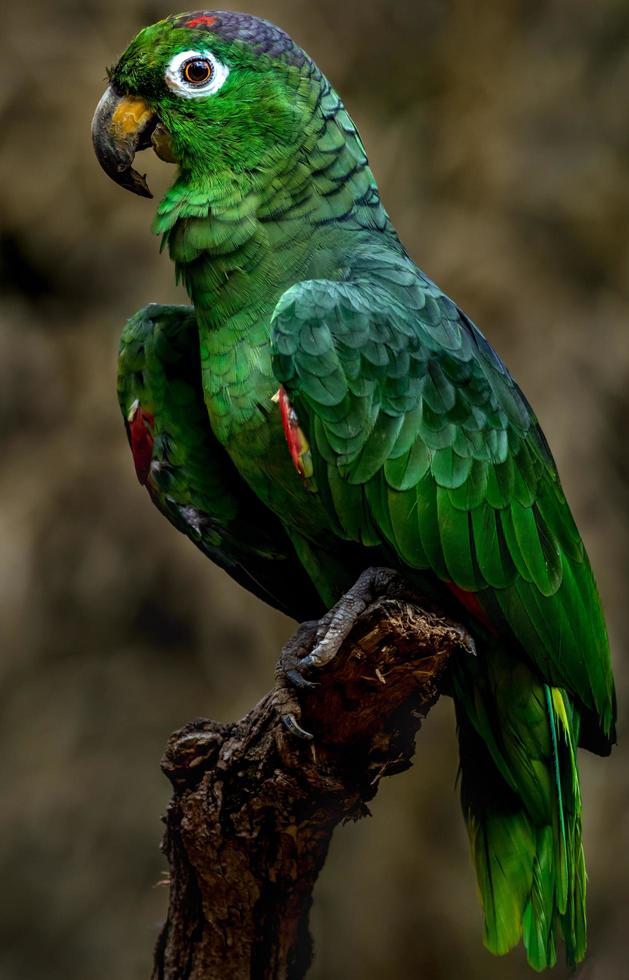 retrato de papagaio amazônico foto