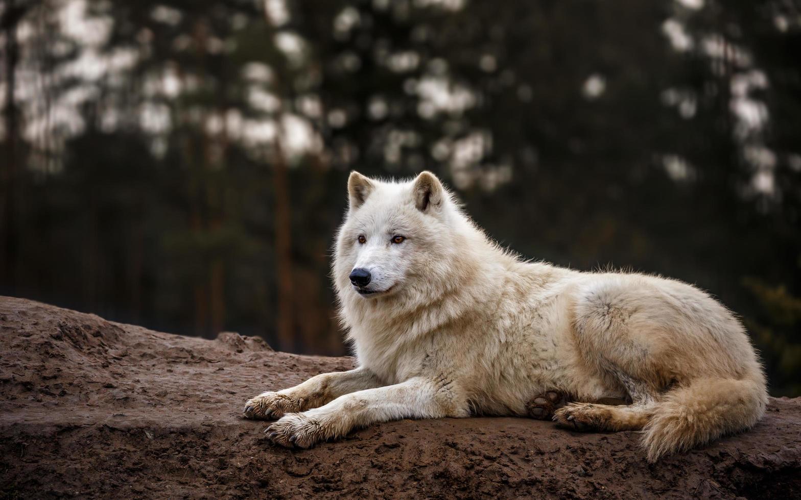 retrato de lobo ártico foto