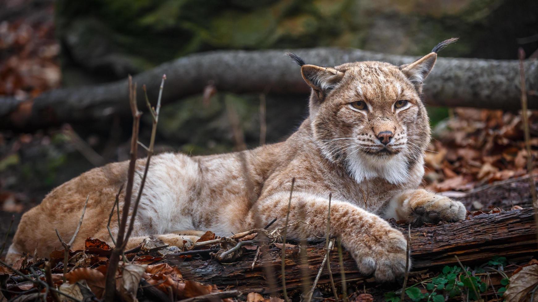 retrato de lince dos Cárpatos foto