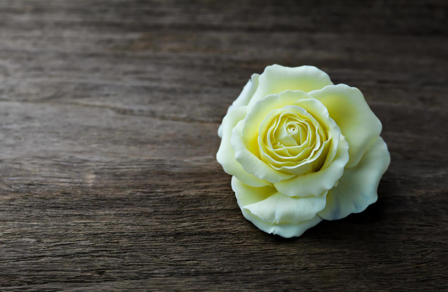 gumpaste rosa em fundo de madeira com espaço de cópia foto