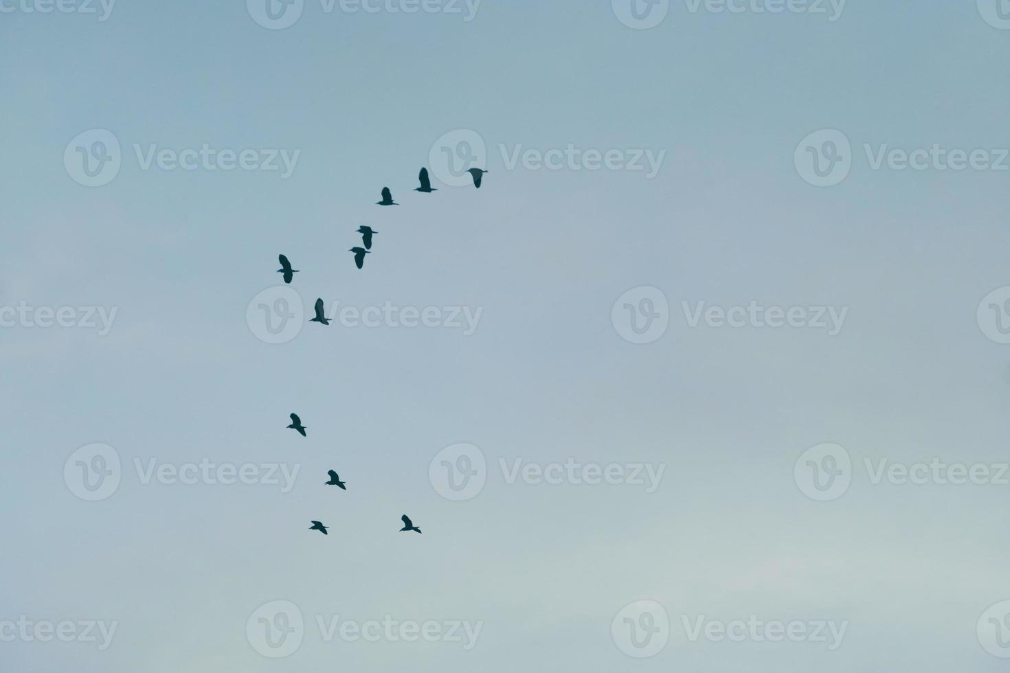 cópia espaço em branco verão céu azul e nuvem branca com pássaros voam metáfora liberdade grátis foto