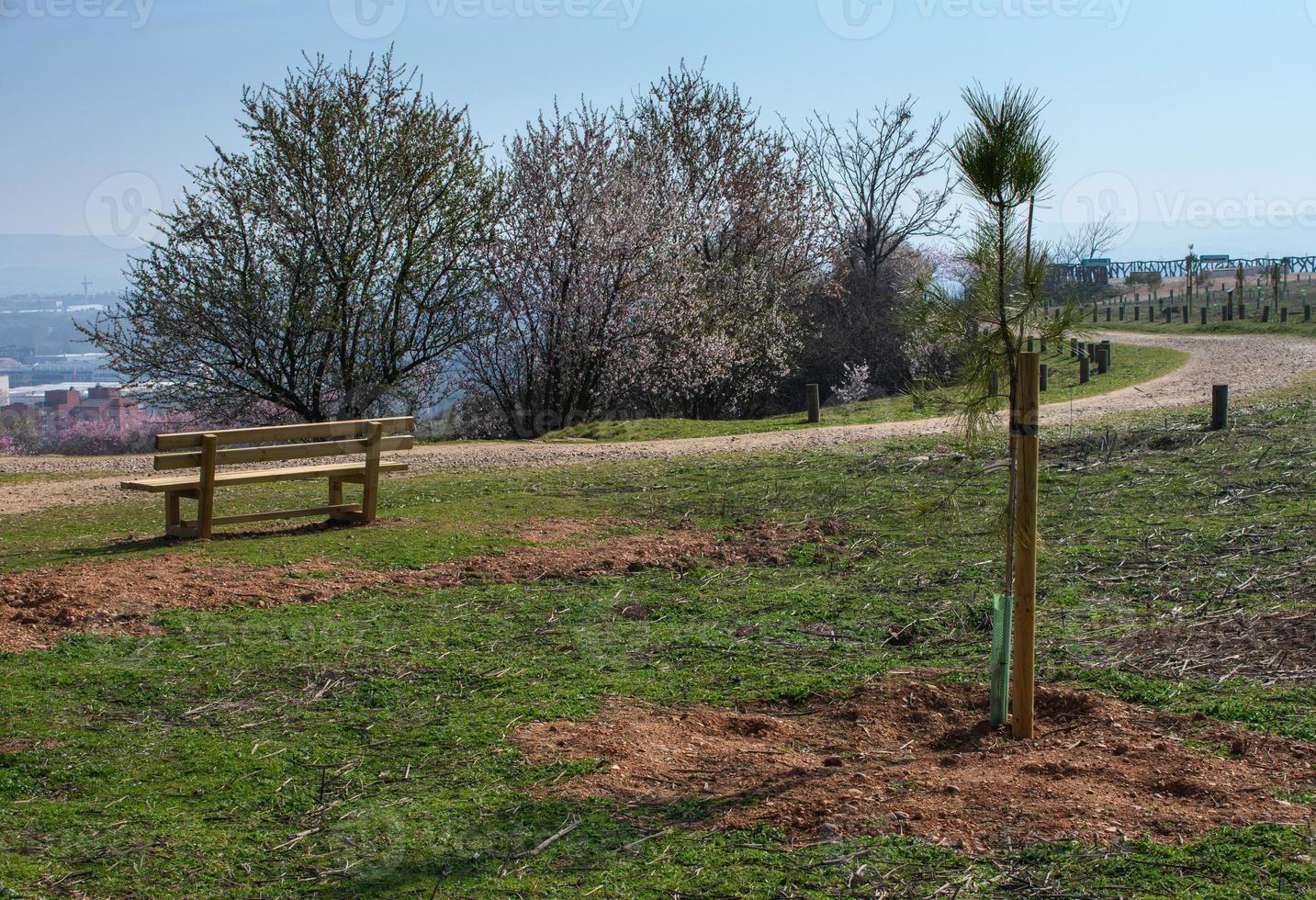 banco de madeira vazio no parque primavera com um caminho foto