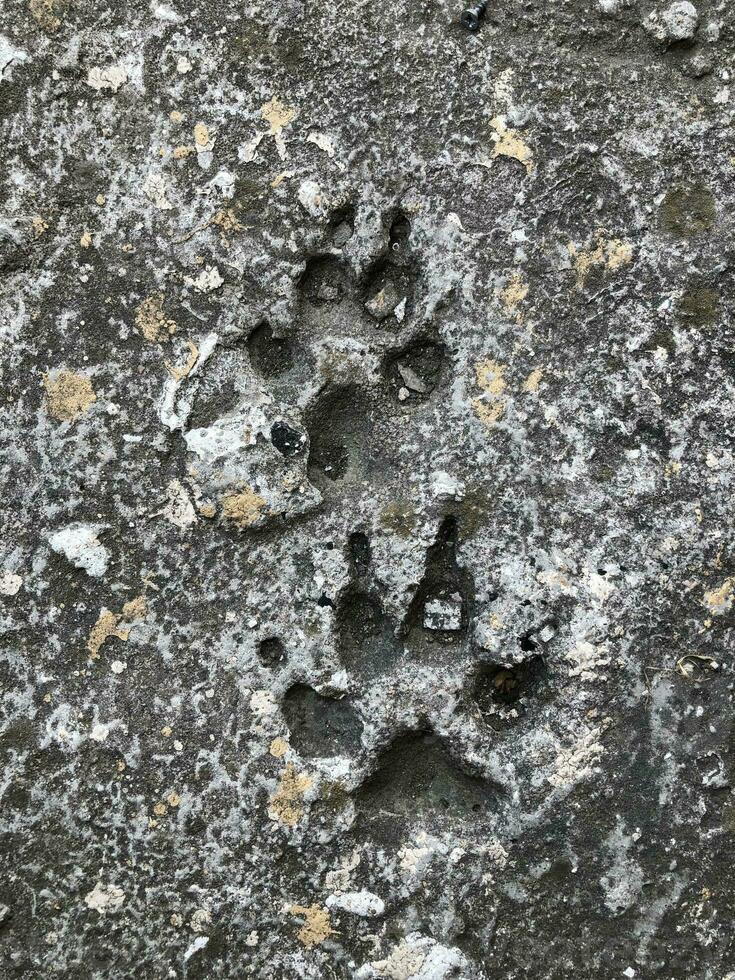 pegada do uma ampla animal imprimir dentro pedra fechar-se foto