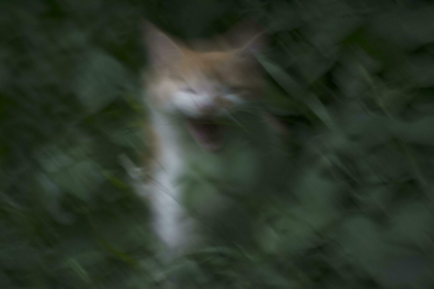 desfocado abstrato fundo do uma gato reação ruge a partir de atrás uma arbusto foto