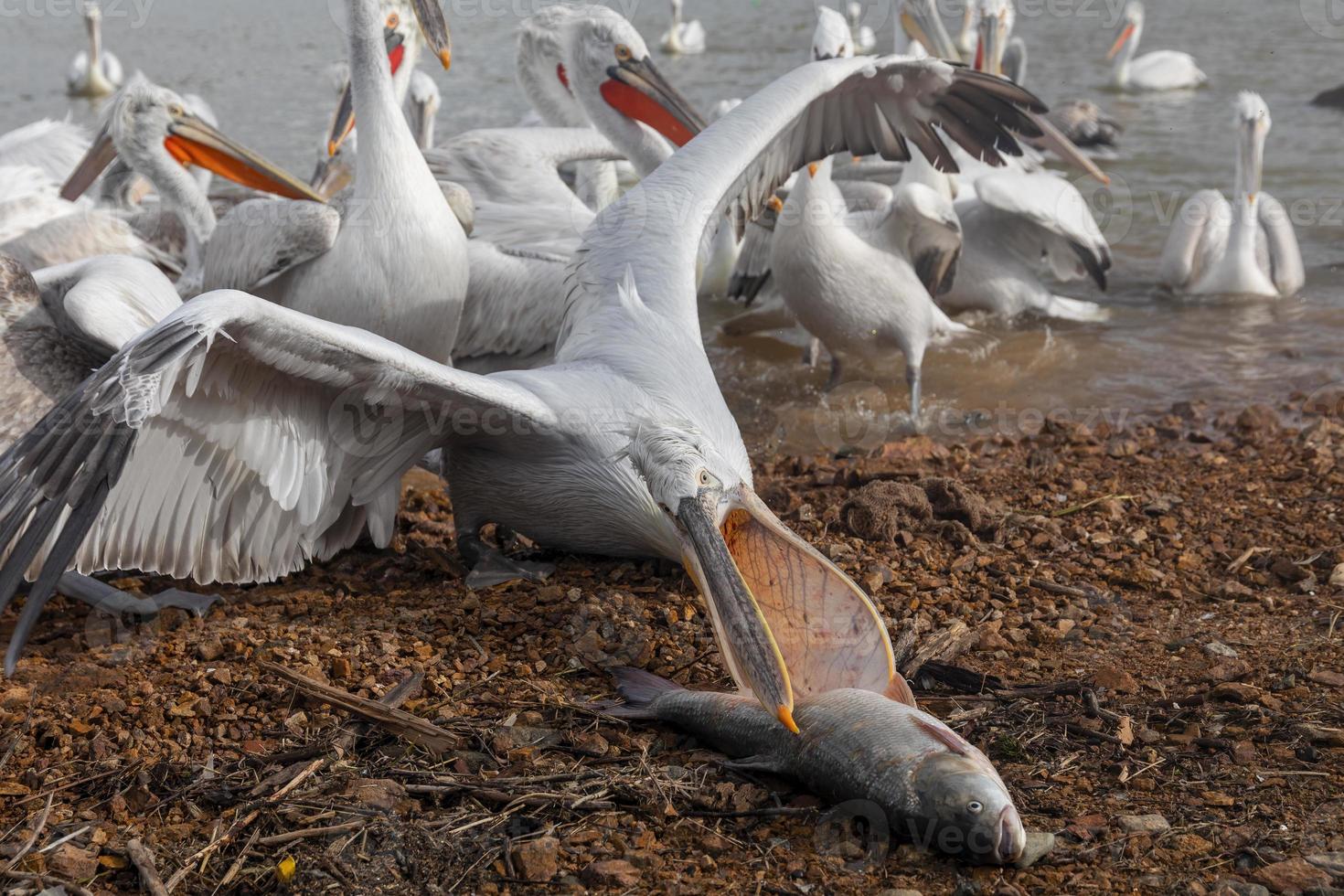 pelicano dálmata no lago kerkini no norte da Grécia foto