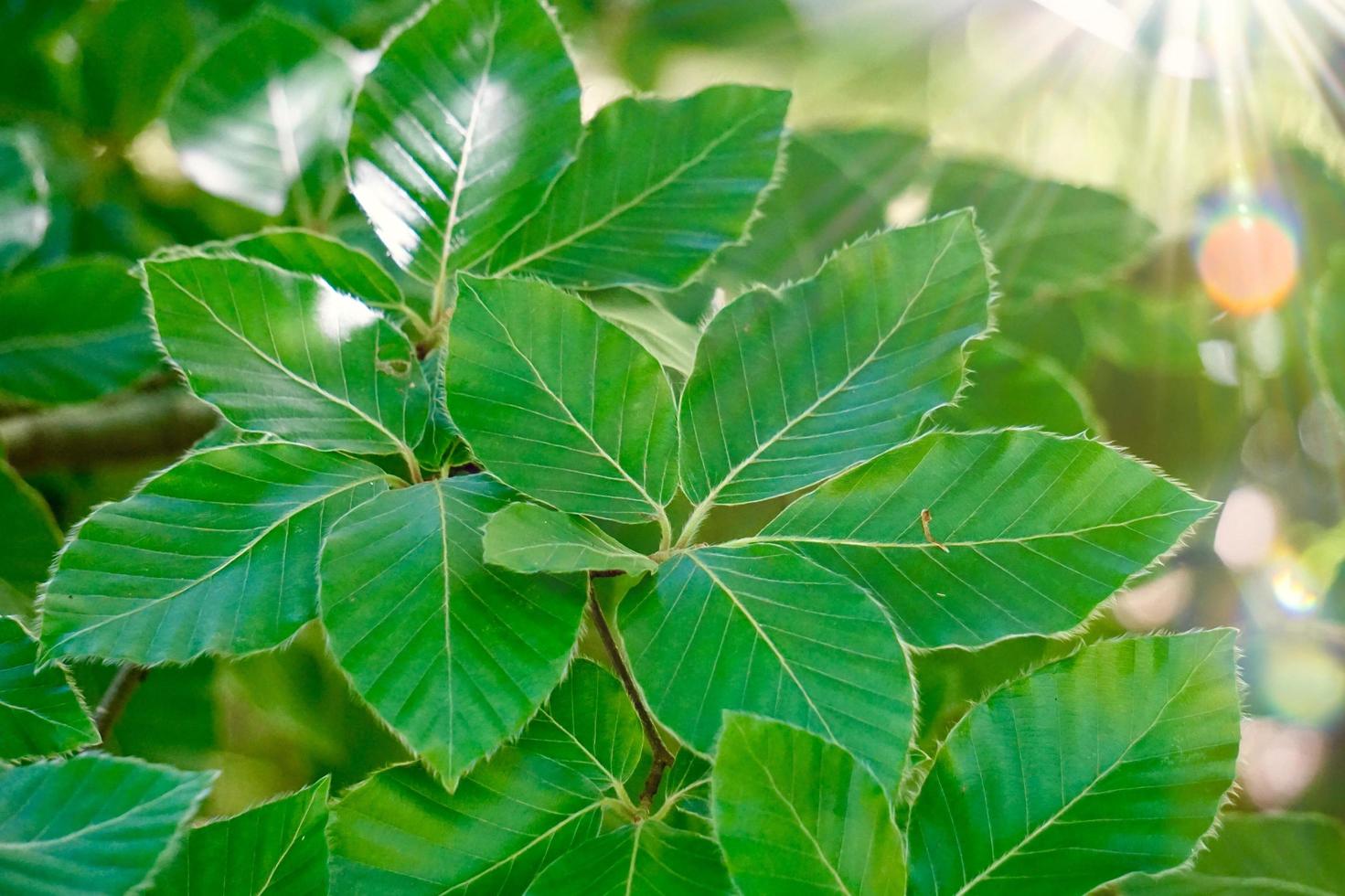 folhas verdes da árvore na primavera foto