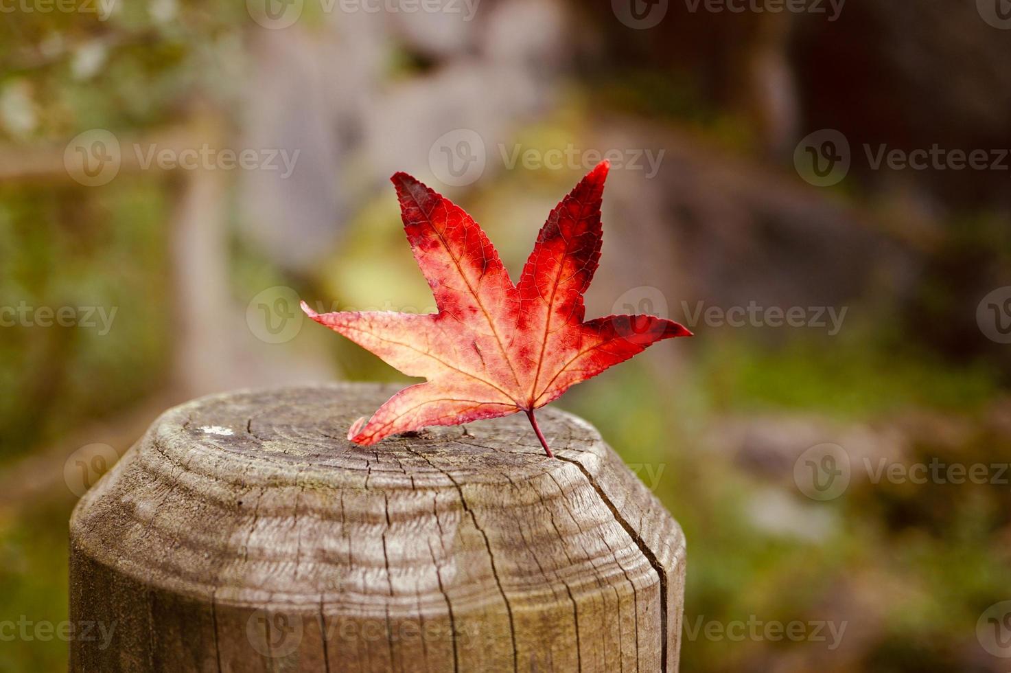 folha de bordo vermelho na temporada de outono foto