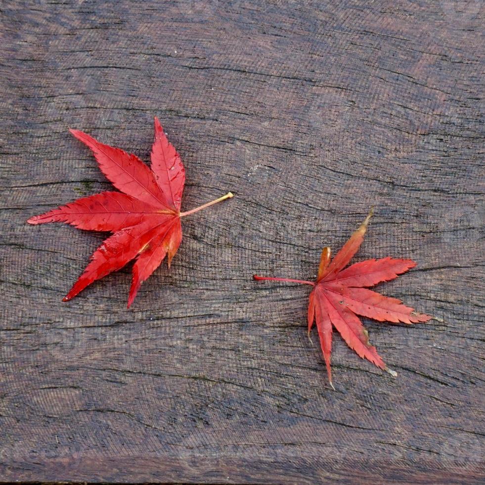 folha de bordo vermelho na temporada de outono foto