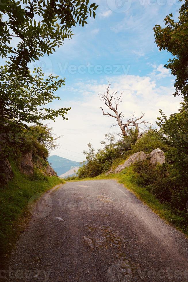 estrada com árvores verdes na montanha foto