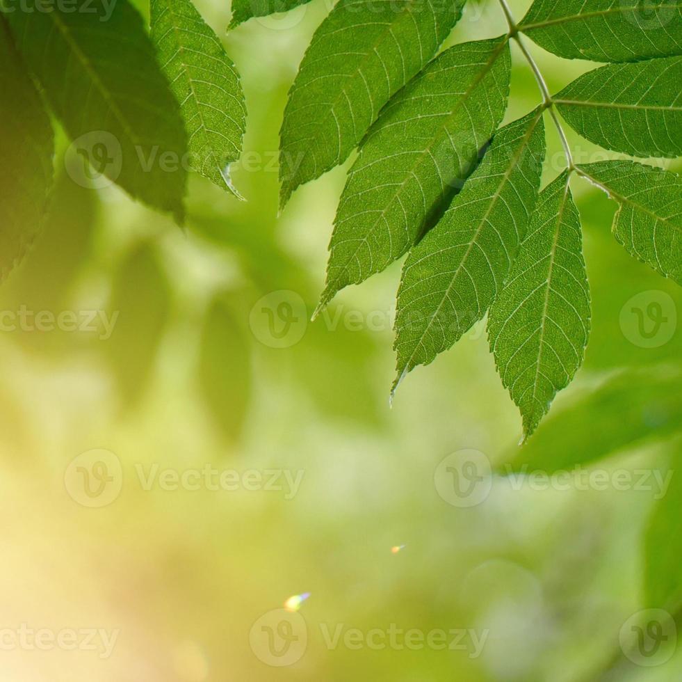 folhas verdes da árvore na primavera foto