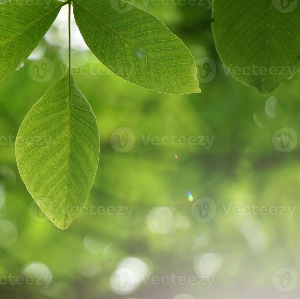 folhas verdes da árvore na primavera foto