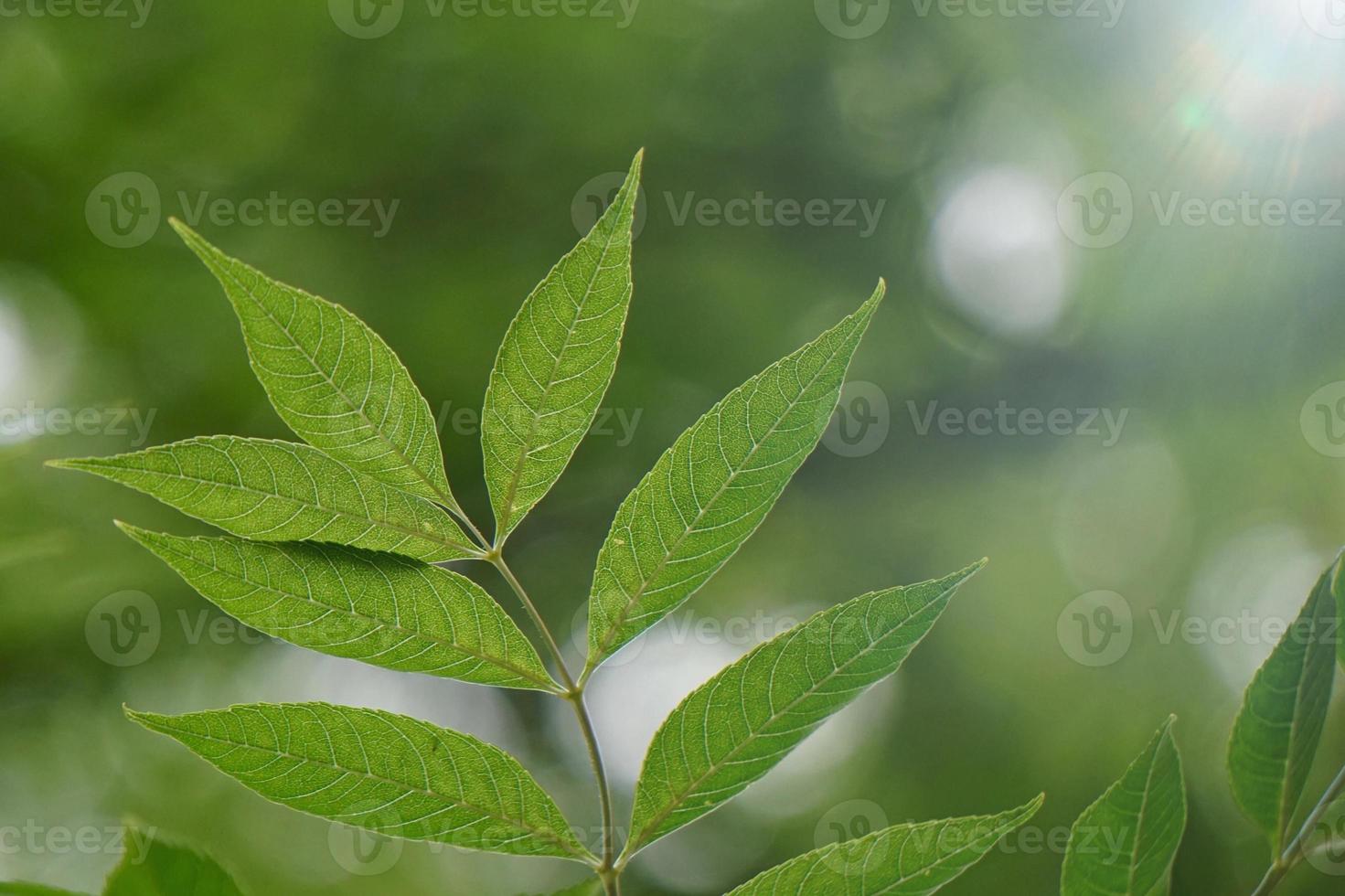 folhas verdes da árvore na primavera foto