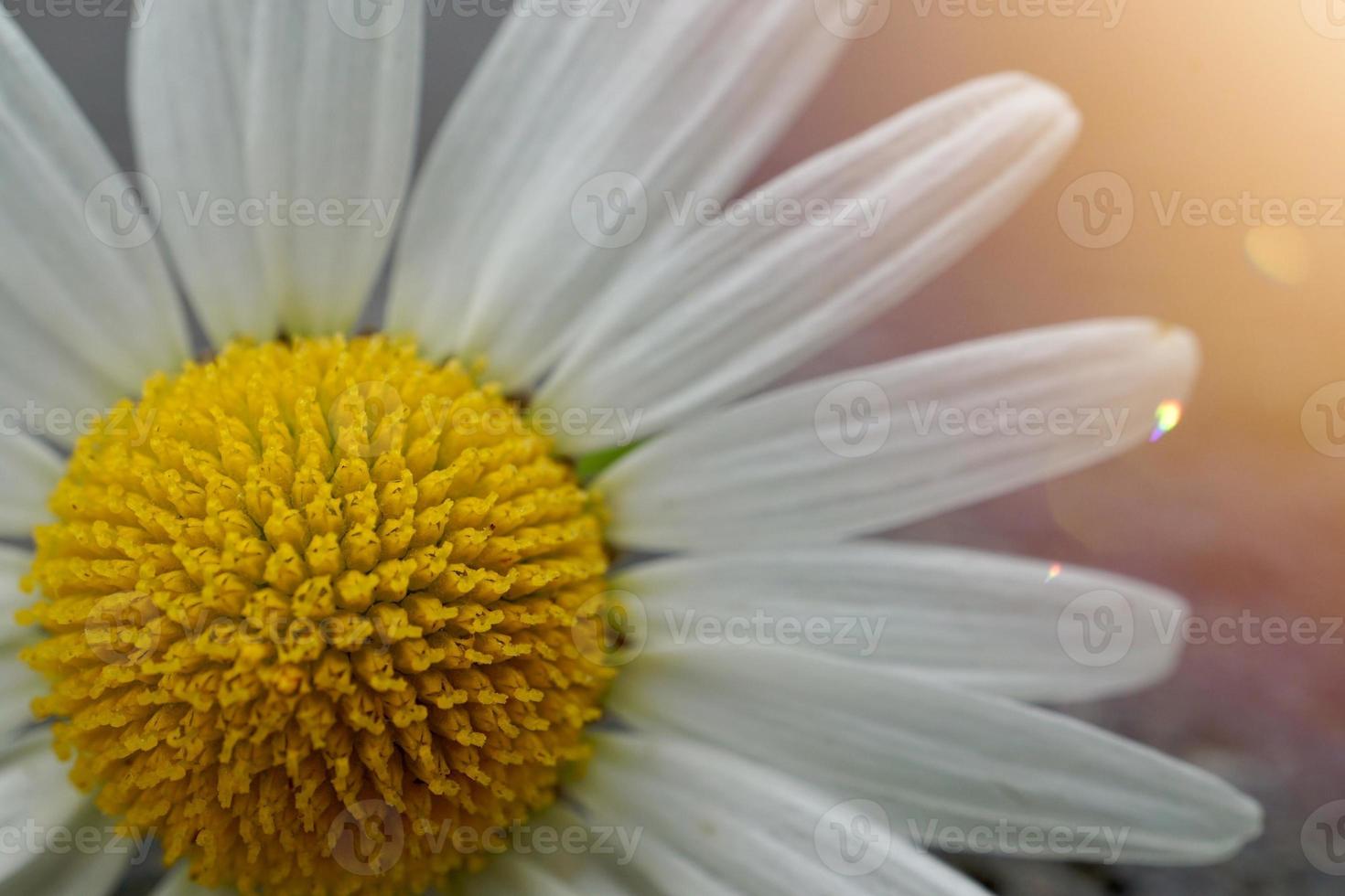 lindas flores de margarida branca na primavera foto