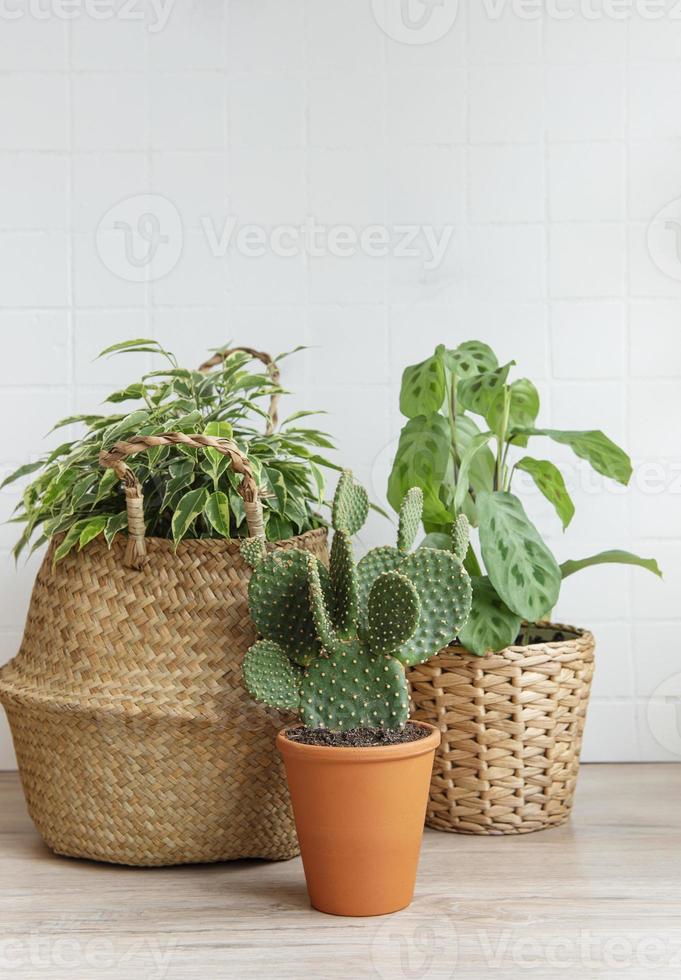 plantas de casa na mesa foto