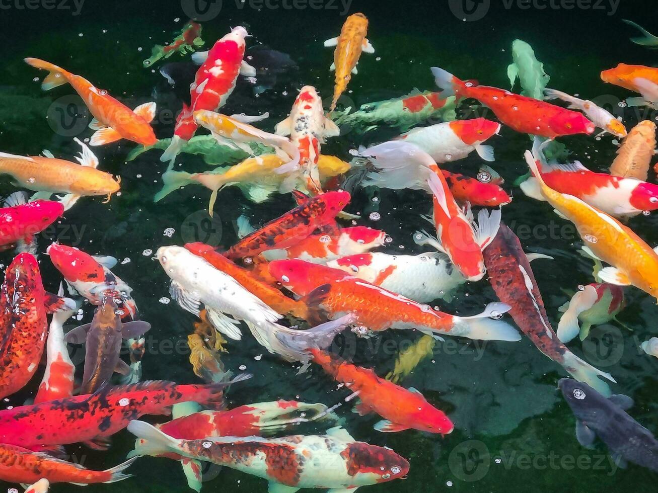 koi peixe dentro uma colorida peixe lagoa foto