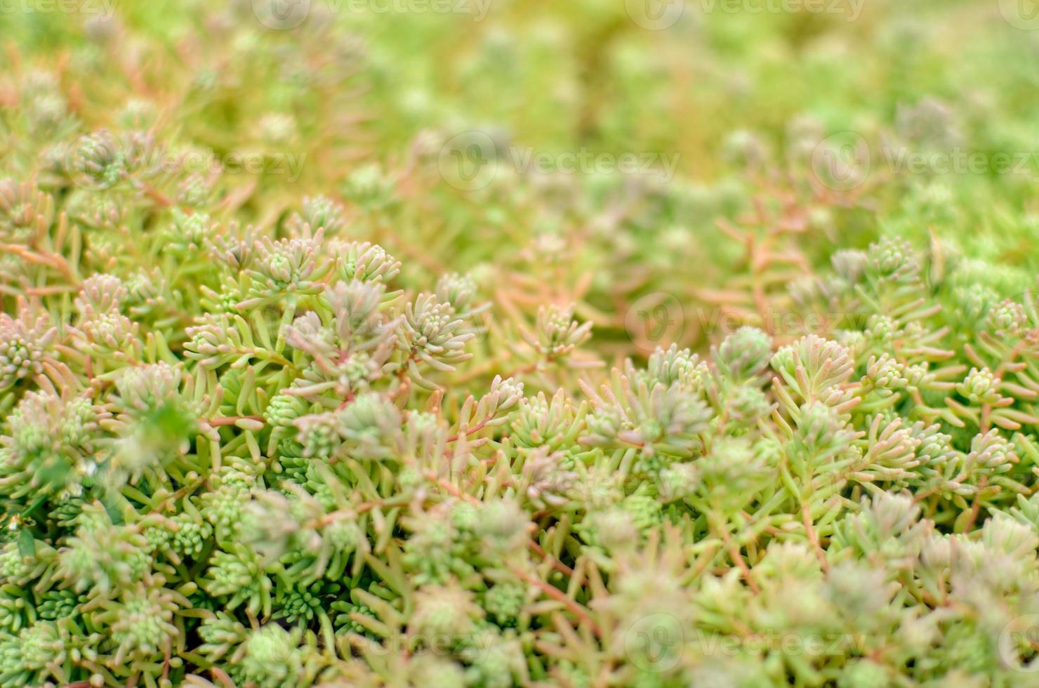 sedum stonecrop espanhol de perto em um verão foto