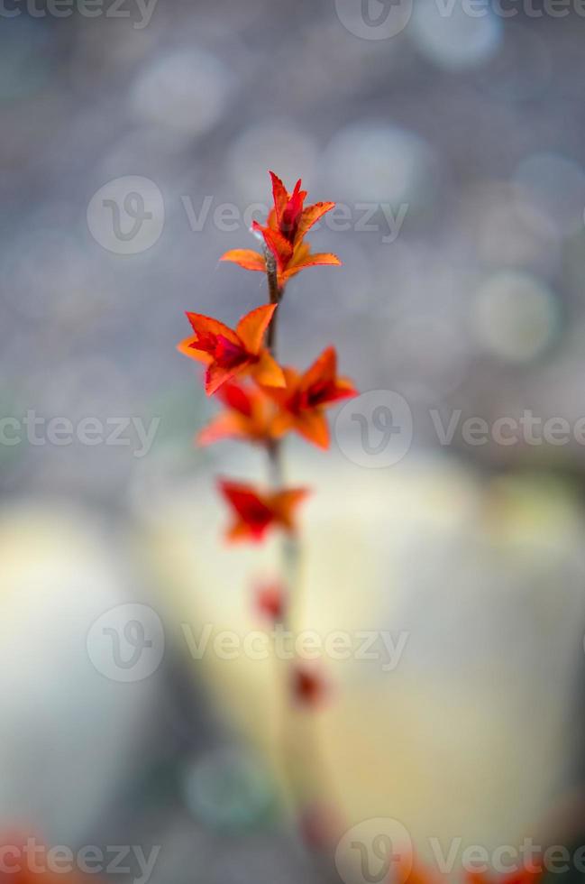 folhas vermelhas em um brunch no mato foto