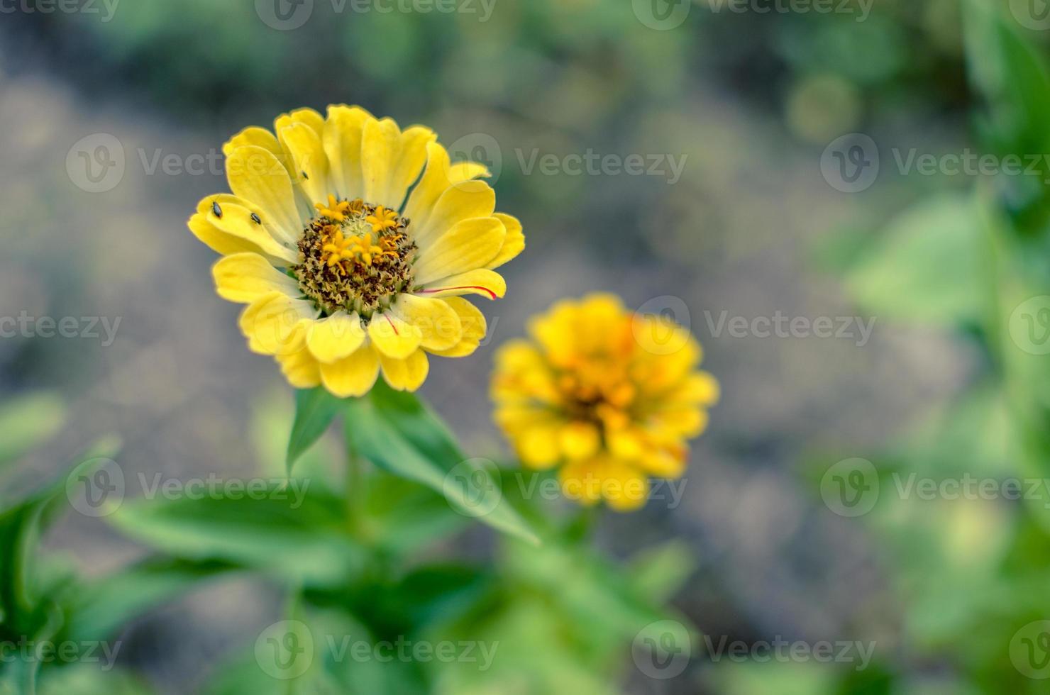 flores amarelas de zínia com fundo borrado no verão foto