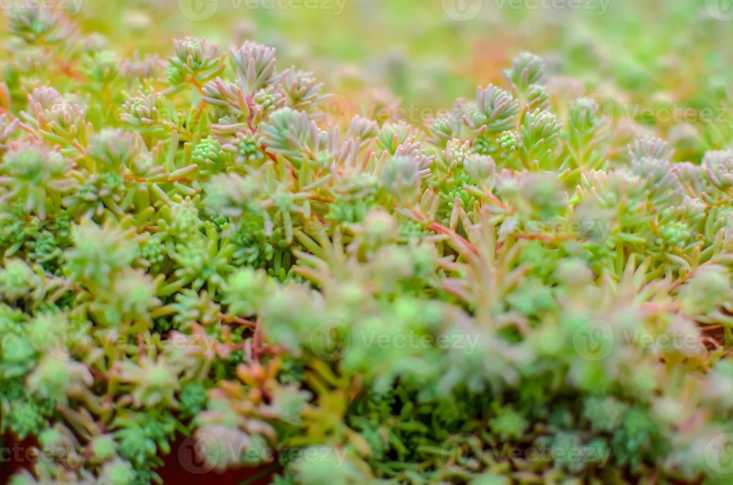 sedum stonecrop espanhol de perto em um verão foto