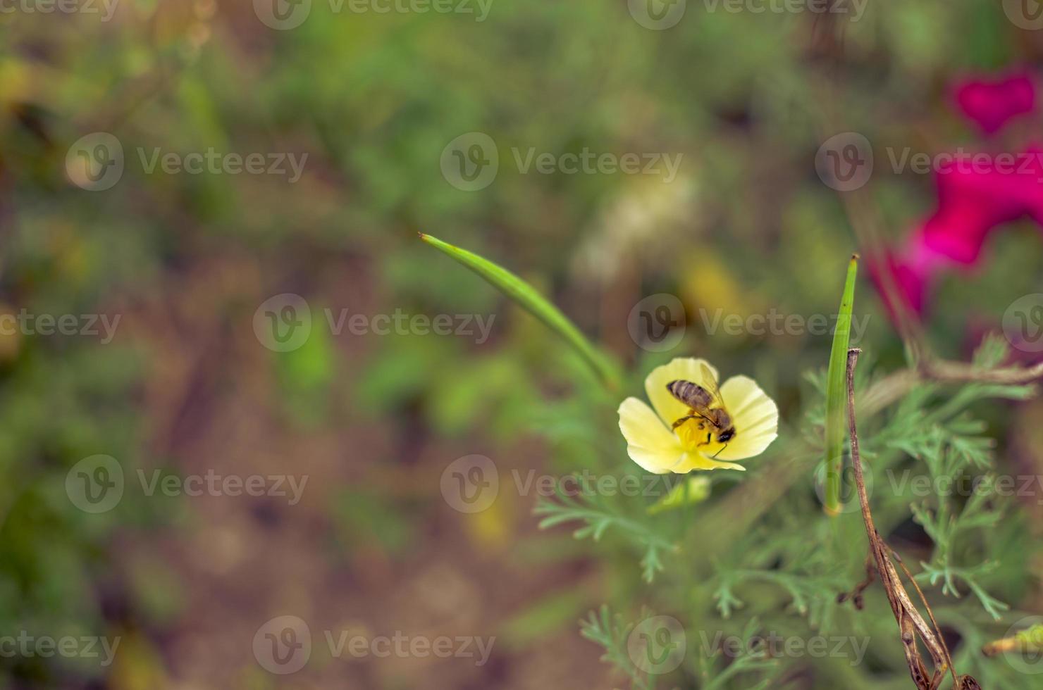 closeup de eschscholzia amarela no prado com fundo manchado com uma abelha foto