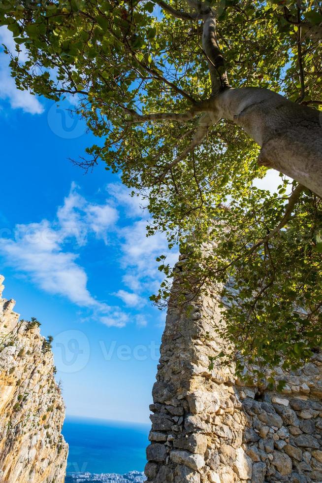 uma árvore perto das ruínas do castelo de santo hilarião kyrenia chipre foto