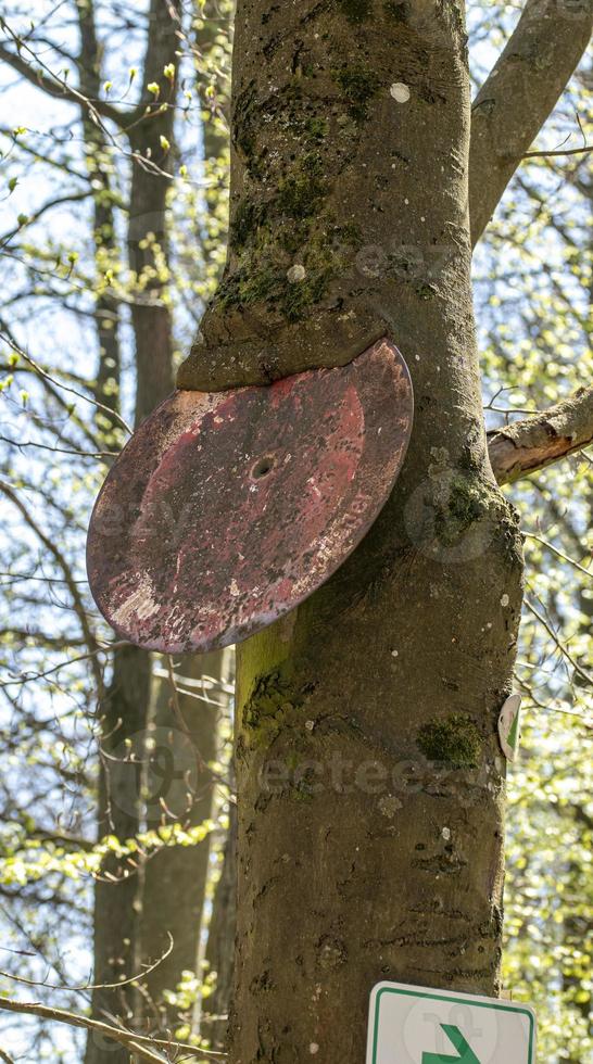 placa velha com teias de aranha em uma árvore coberta de musgo foto