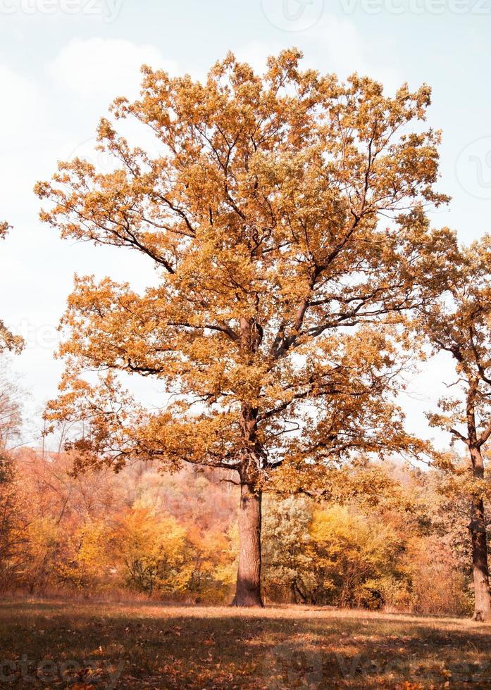 carvalho solitário em um prado no outono foto