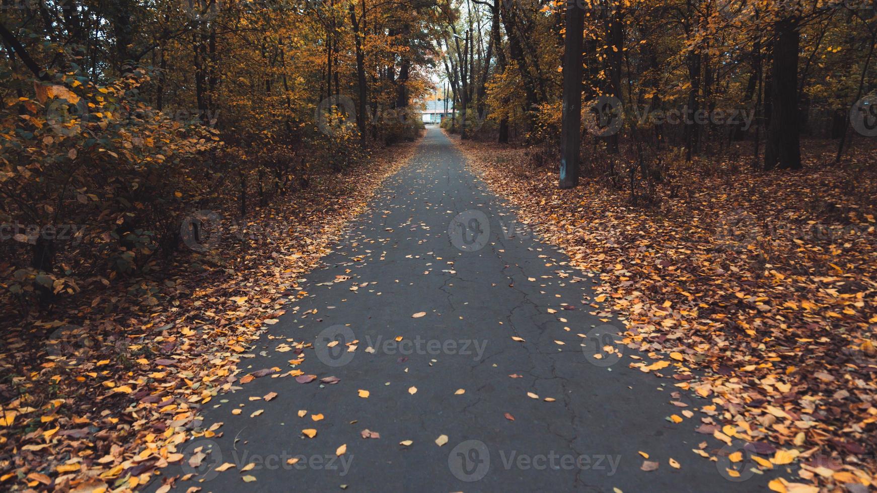 estrada da floresta de outono foto