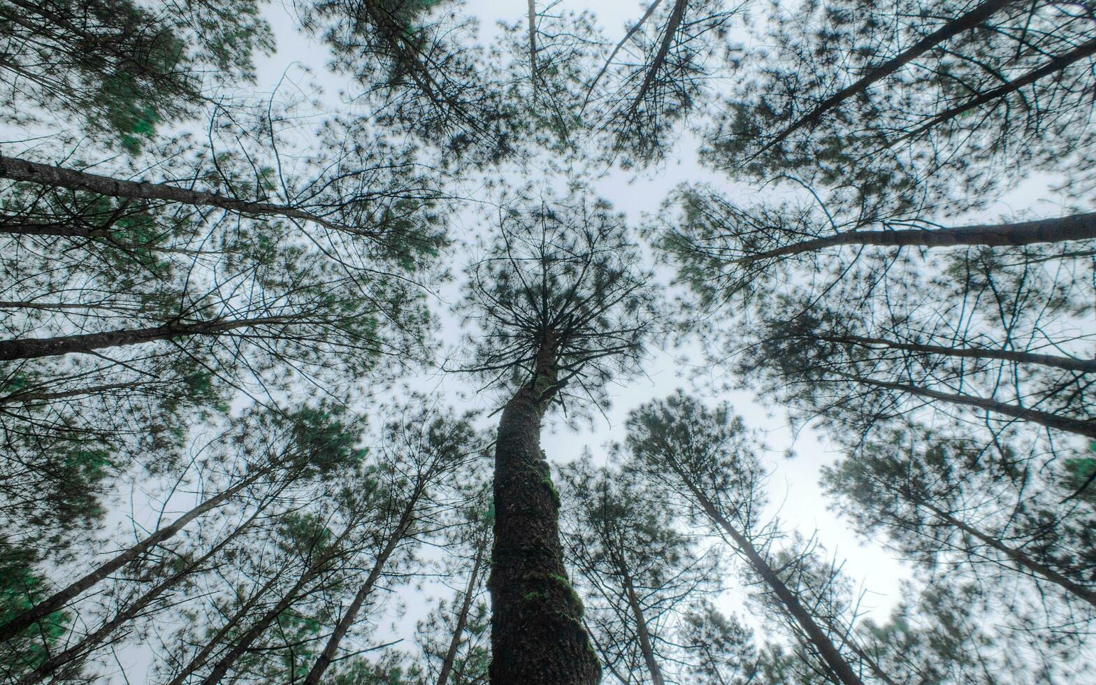 baixo ângulo Visão do pinho árvores foto