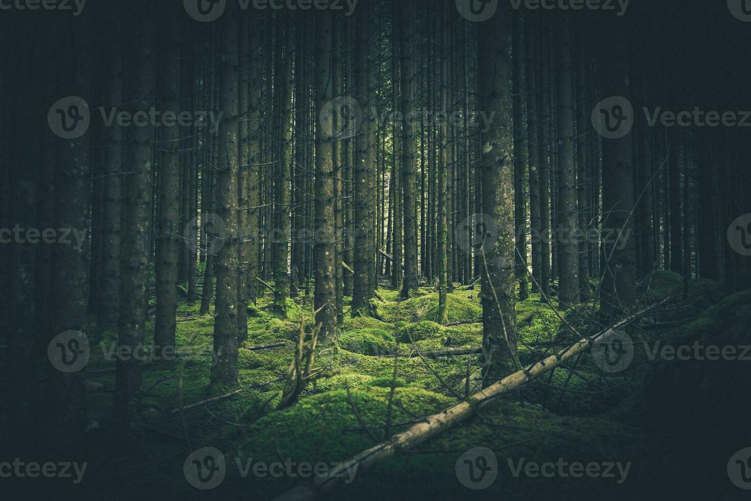 musgoso floresta Lugar, colocar foto