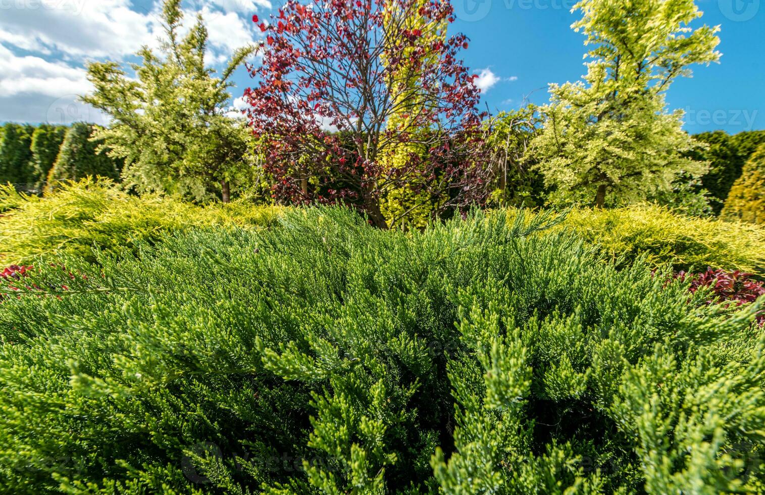 Visão do privado jardim com arbustos cansado e cerca. foto