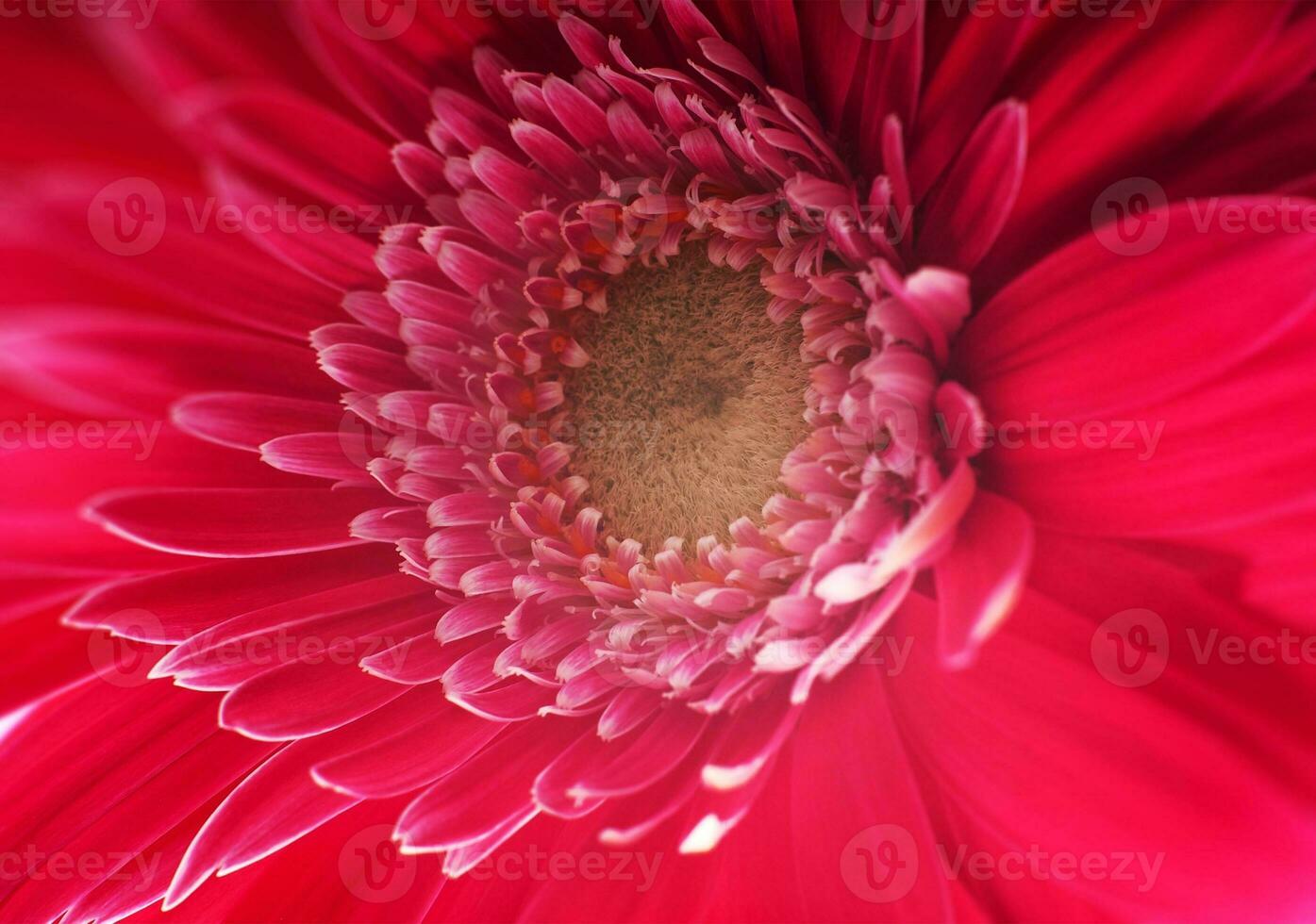 flor gerbera vermelha foto